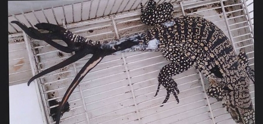 Аргентинская ящерица поставила рекорд в деле регенерации — она отрастила себе целых шесть хвостов.