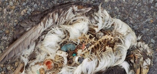 Согласно новому исследованию, 90% процентов морских птиц в той или иной форме употребляют в пищу пластмассу. Ученые предсказывают, что к 2050 году число птиц, чьи желудки забиты пластмассой, увеличится до 99%.