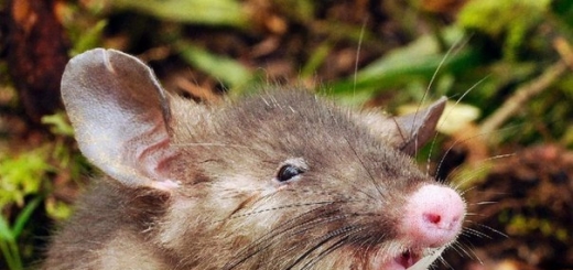На севере острова Сулавеси (Индонезия) зоологи обнаружили новый вид хоботковых крыс, отличающихся необычной внешностью. О хищных грызунах с узким ртом, носом, похожим на свиной пятачок, и очень длинными волосами в урогенитальной зоне, рассказывается в журнале Journal of Mammalogy, а коротко об откры