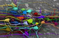 Ученые выяснили, что объем памяти человеческого мозга в десять раз больше, чем считалось ранее