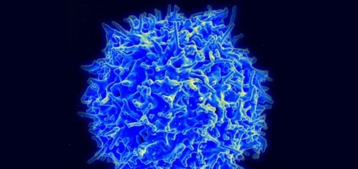 Перепрограммированные клетки иммунитета помогут победить рак и бактерии