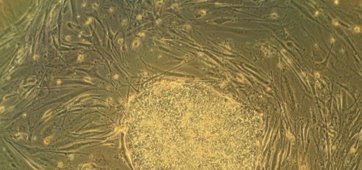 Прорыв в репродуктивной медицине: стволовые клетки снизят бесплодие