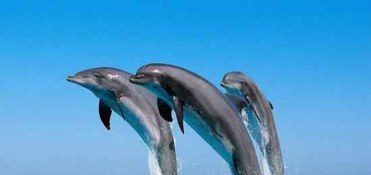Дельфины по праву считаются одними из самых загадочных животных нашей планеты. Интеллект этих обитателей морских глубин считается настолько высоким, что их заслуженно называют людьми моря. Согласно утверждениям ученых, дельфины умнее и сообразительнее, чем все остальные животные.