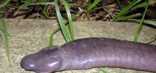 В Бразилии поймали новый вид рептилий, похожий на мужской член
