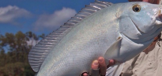 Австралийские ученые официально признали новым видом рыб Plectorhinchus caeruleonothus, или «голубого выродка», как ранее окрестили его местные рыбаки. Рыба известна способностью приобретать с возрастом голубой цвет, а также особенностью поведения самцов, «целующих» противника в ходе битвы.