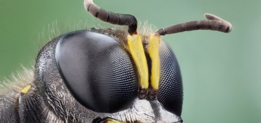 Яд бразильской осы убивает раковые клетки, не повреждая здоровые