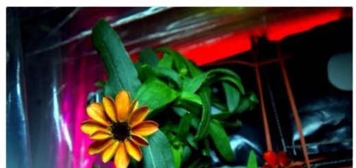 На МКС впервые в истории распустился цветок