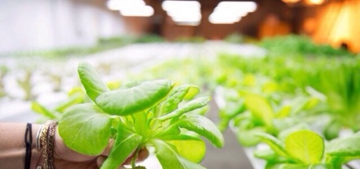 В Японии полностью автоматизированная ферма будет производить 30 тысяч пучков салата-латука в день