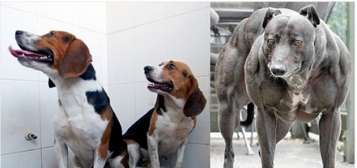 В Китае создали собак-мутантов со сверхмощной мускулатурой