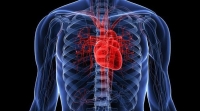 Ученые выяснили, как можно контролировать работу клеток сердца при помощи лазера