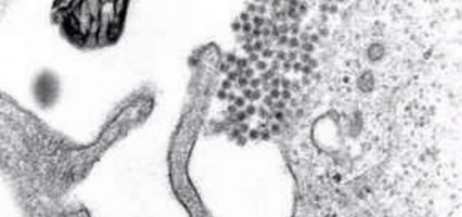 Неизвестный ранее человеческий вирус обнаружили в старых образцах крови