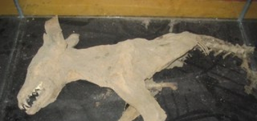 В четверг ученые объявили о намерении препарировать уникальную находку. Тушка щенка плейстоценового хищника была найдена в ходе экспедиции в Усть-Янском районе Якутии. Эксперты полагают, что это «родственник» знаменитой Туматской собаки, обнаруженной в 2011 году.