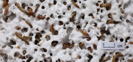 Мучные черви превращают пенопласт в почву