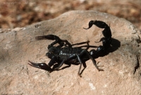 Почему скорпион не может сам себя отравить?