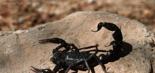 Почему скорпион не может сам себя отравить?