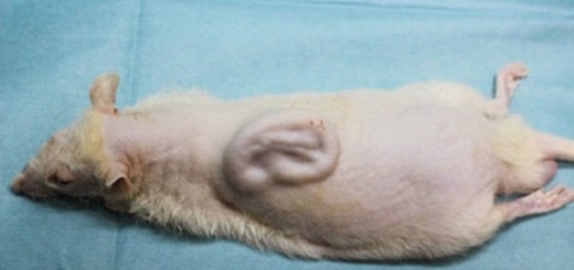 Человеческое ухо, выращенное на спине крысы, поступит в продажу