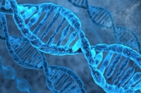 В генах человека заложена регенерация конечностей