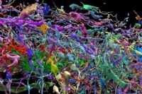 3D-карта мозга показывает связь между клетками в нано-масштабе