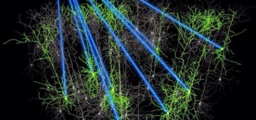 Ученые научились при помощи импульсов света лазера активизировать или подавлять деятельность головного мозга